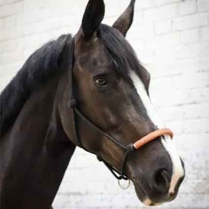 American Rope Halter