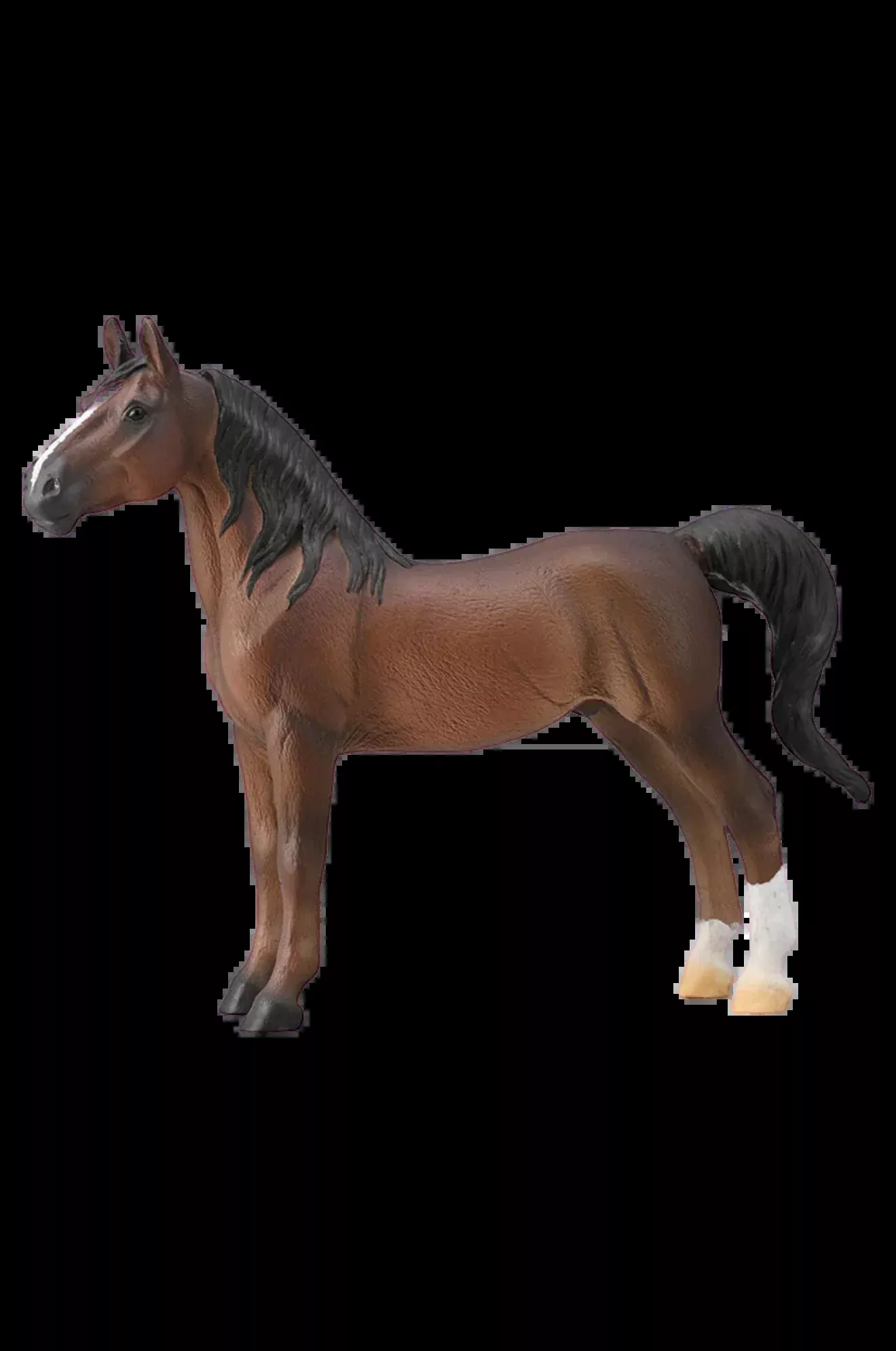 American Saddlebred Stallion