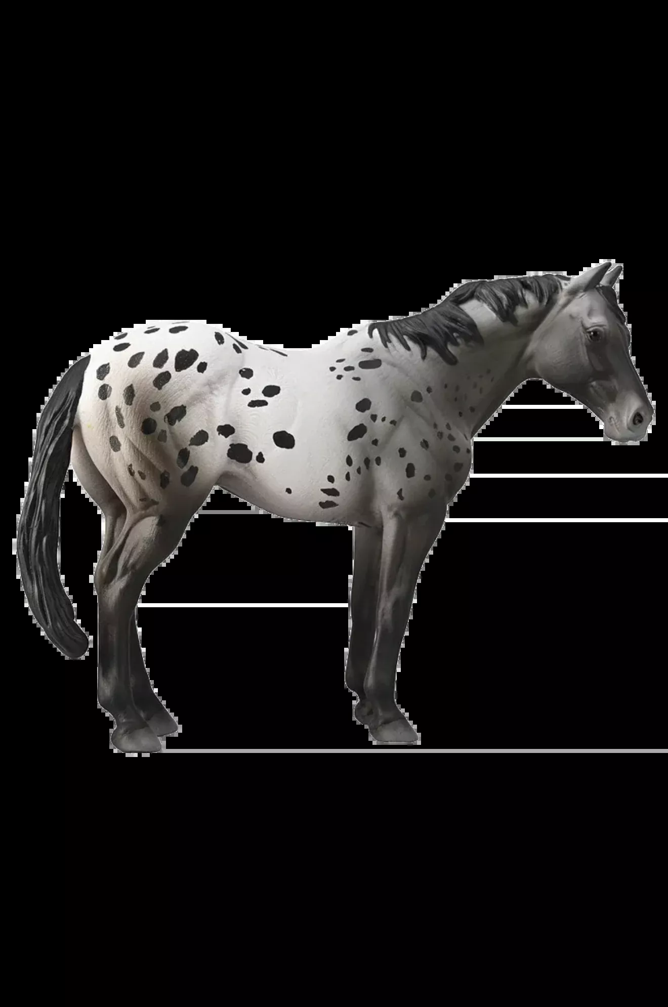 Appaloosa Blue Roan