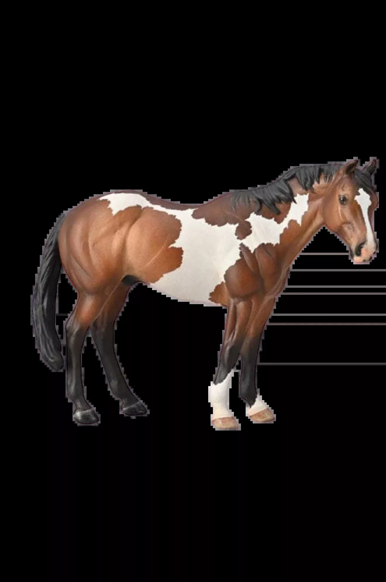 Appaloosa Stallion Bay Ovpaint