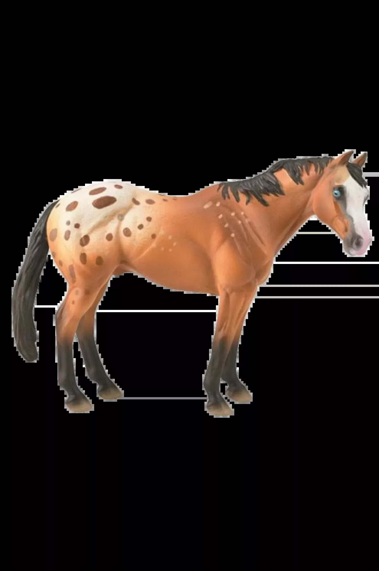 Appaloosa Stallion