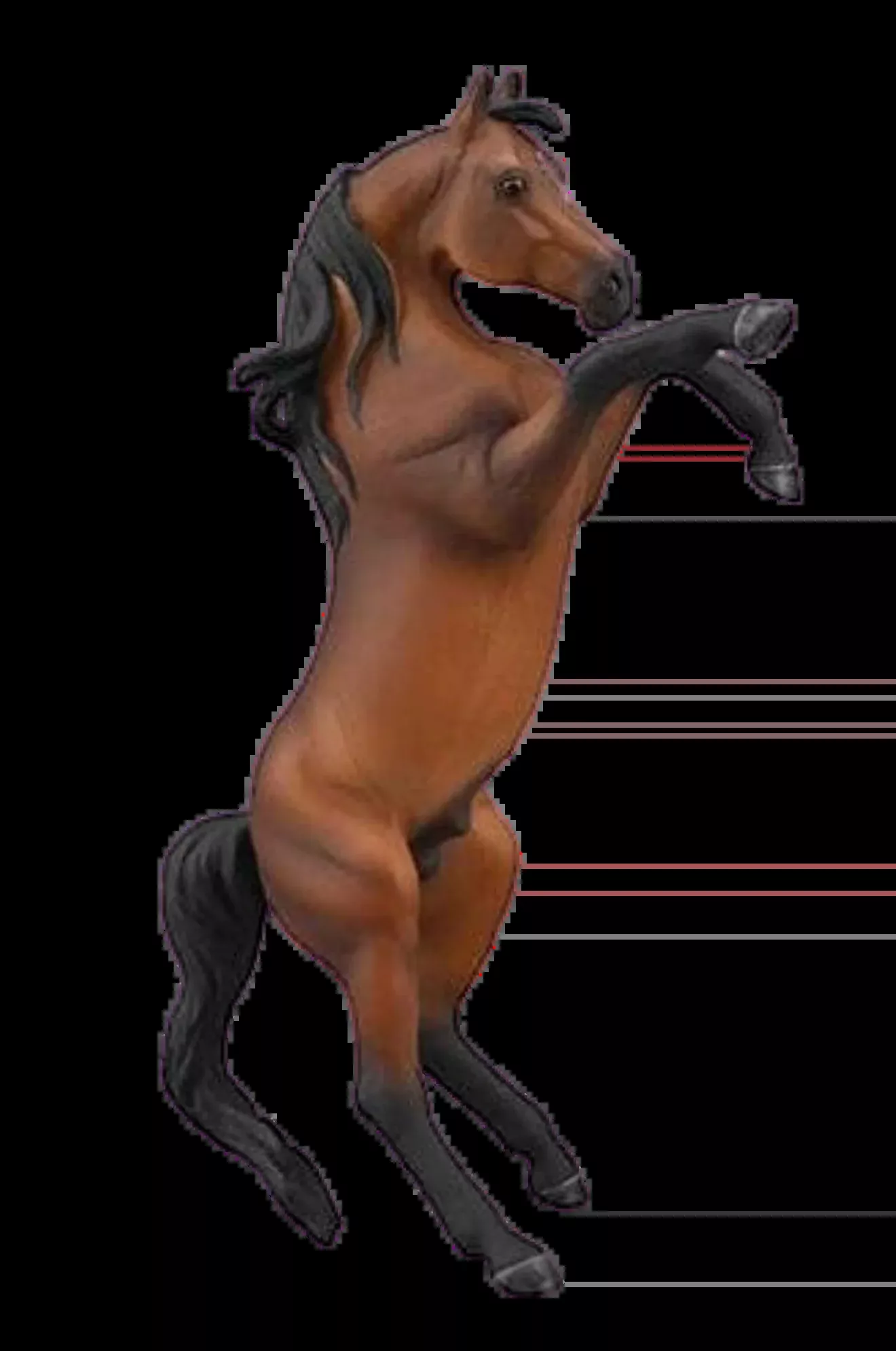 Arabian Rearing Stallion