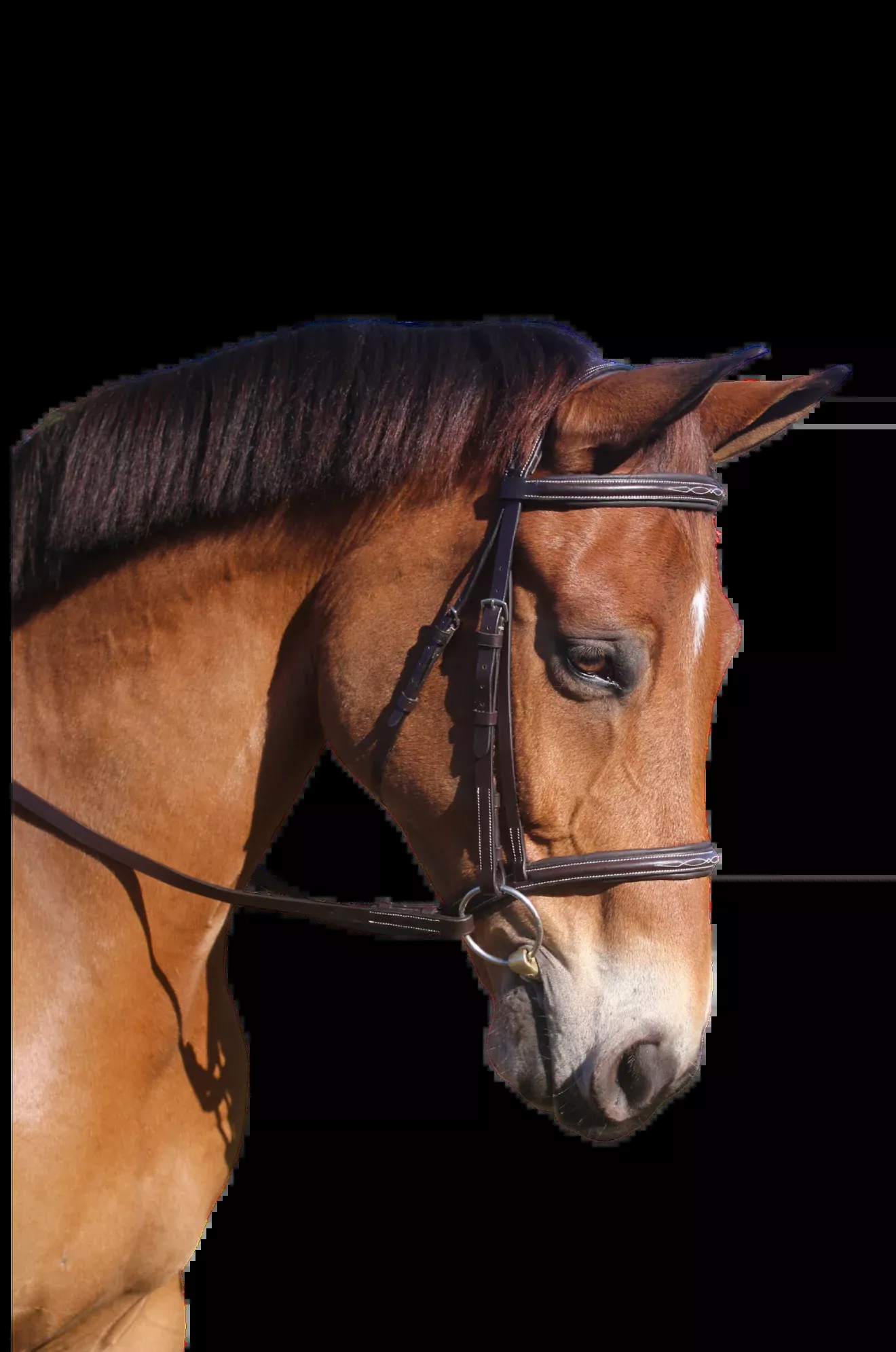 Avignon Nashville Bridle