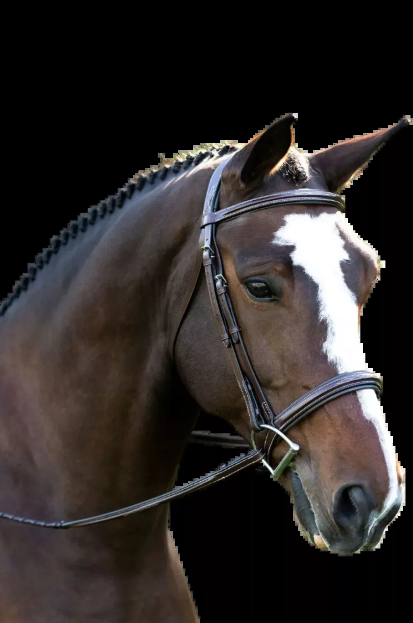 BLK Oak Laurel Hunt Bridle Square Raised