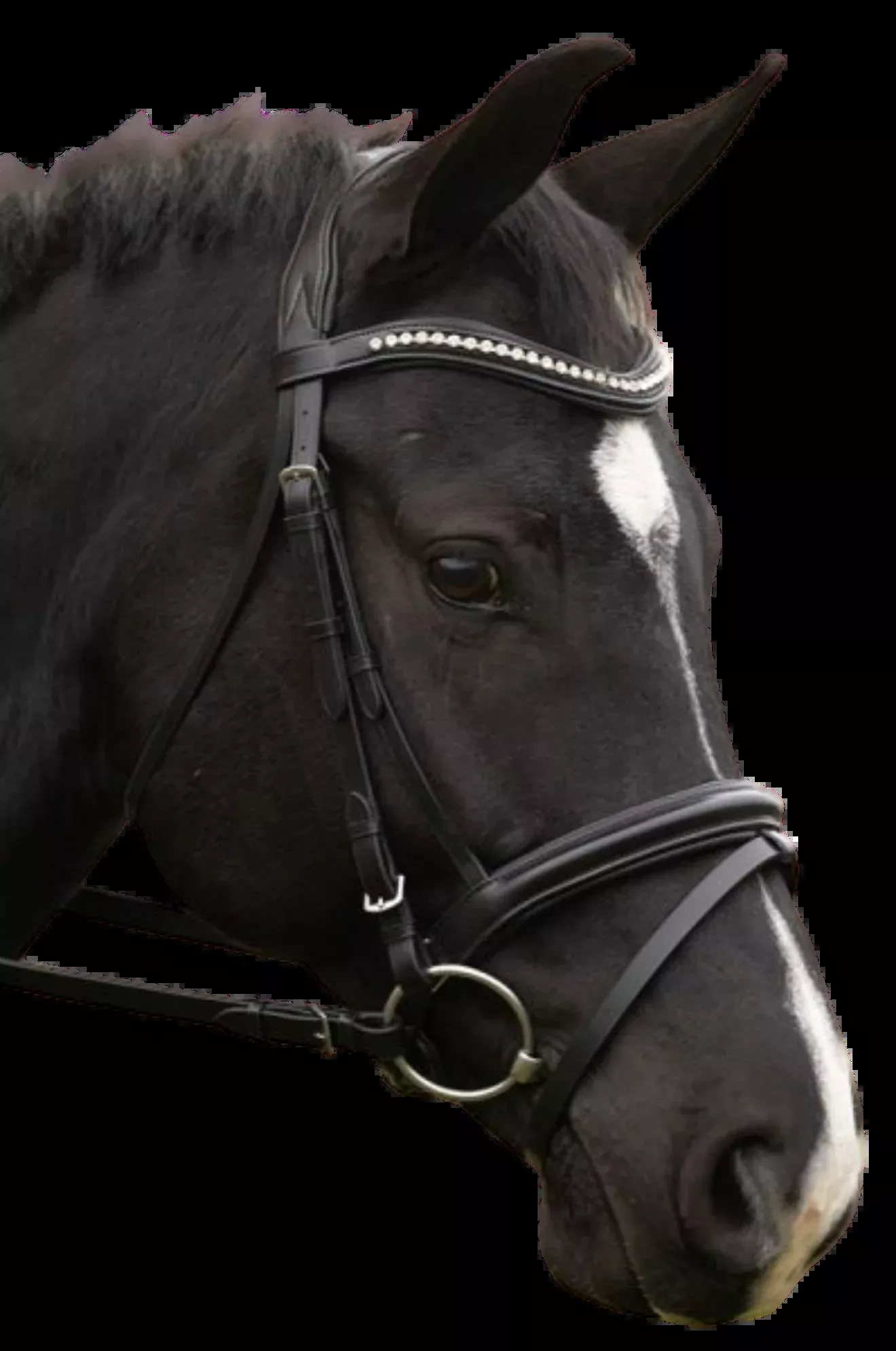 Blk Oak Magnolia Bridle