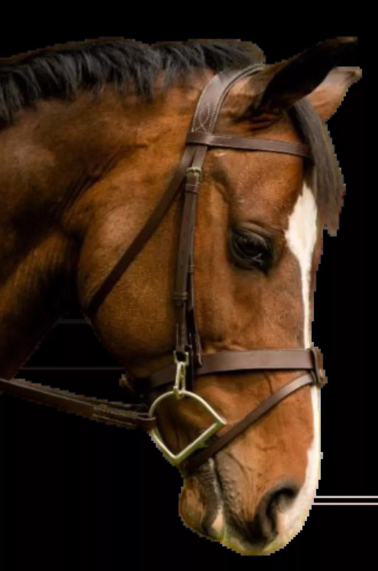 Blk Oak Maple Training Bridle