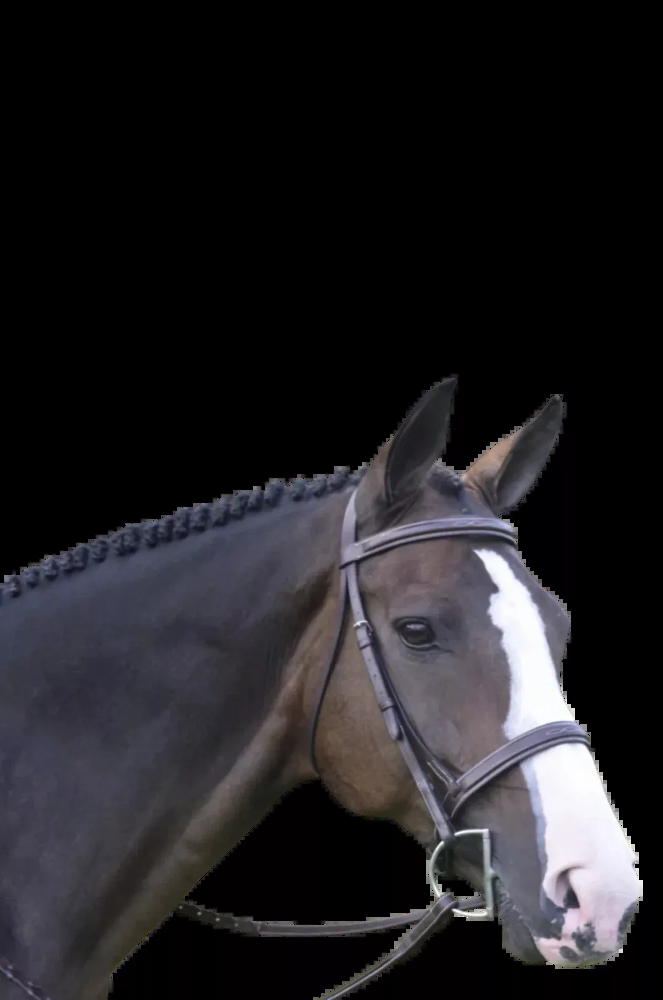 BLK Oak Spruce Bridle / No Padding