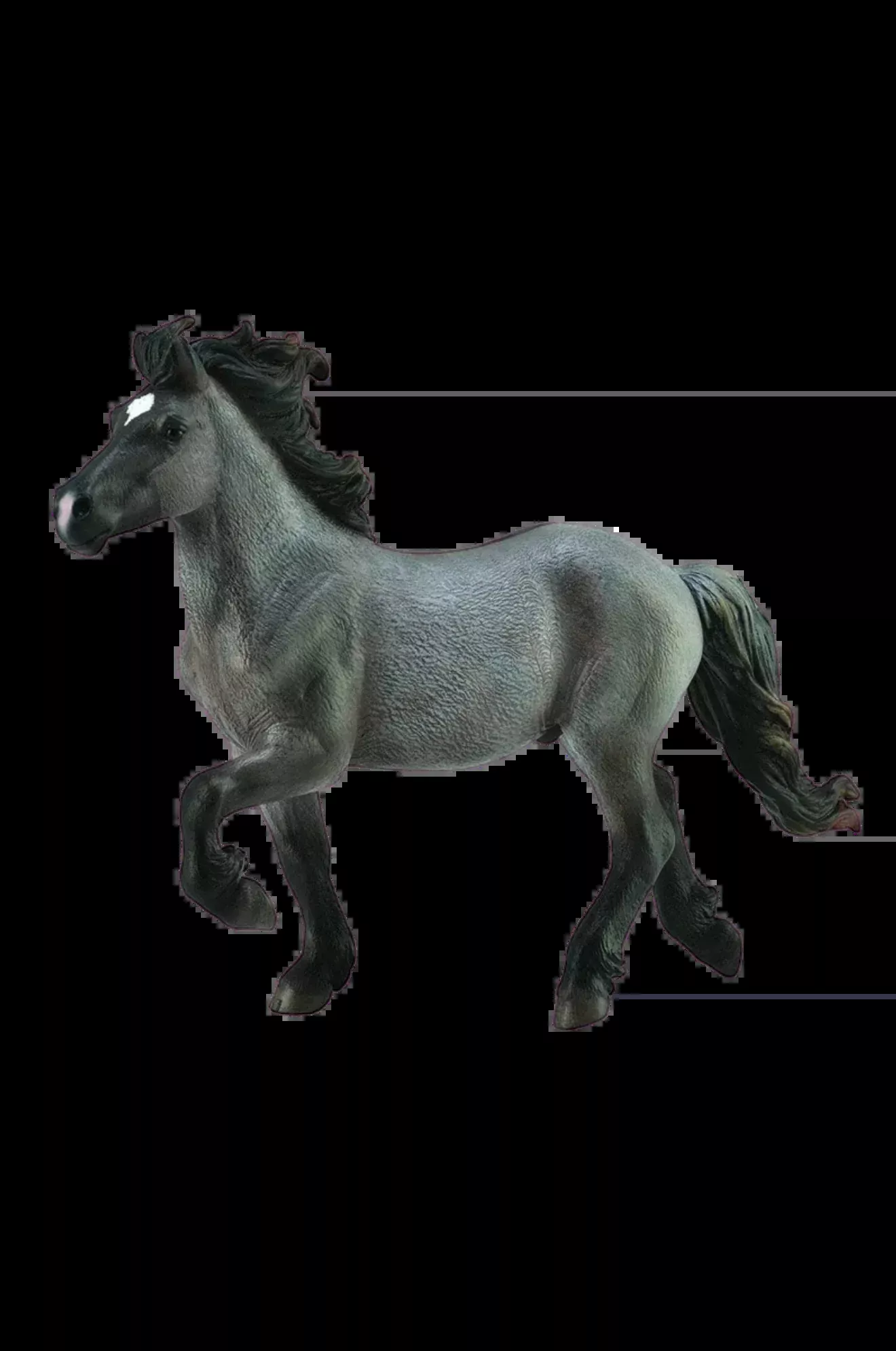 Blue Dun Icelandic Stallion