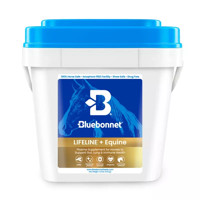Bluebonnet - LIFELINE + Equine