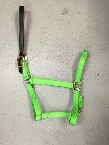 Breakaway Halters Draft