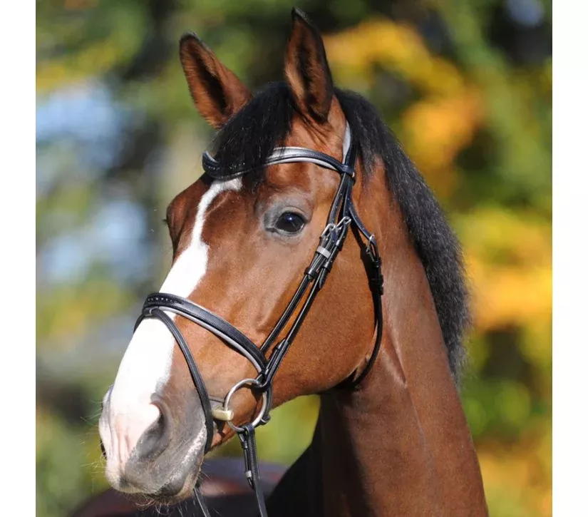 Bridle Ella