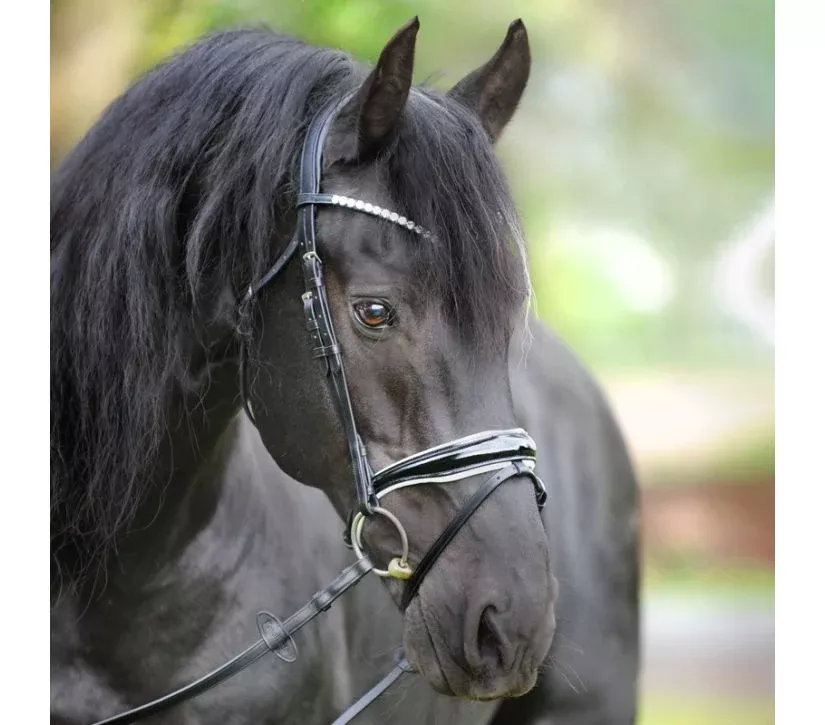 Bridle Juliane