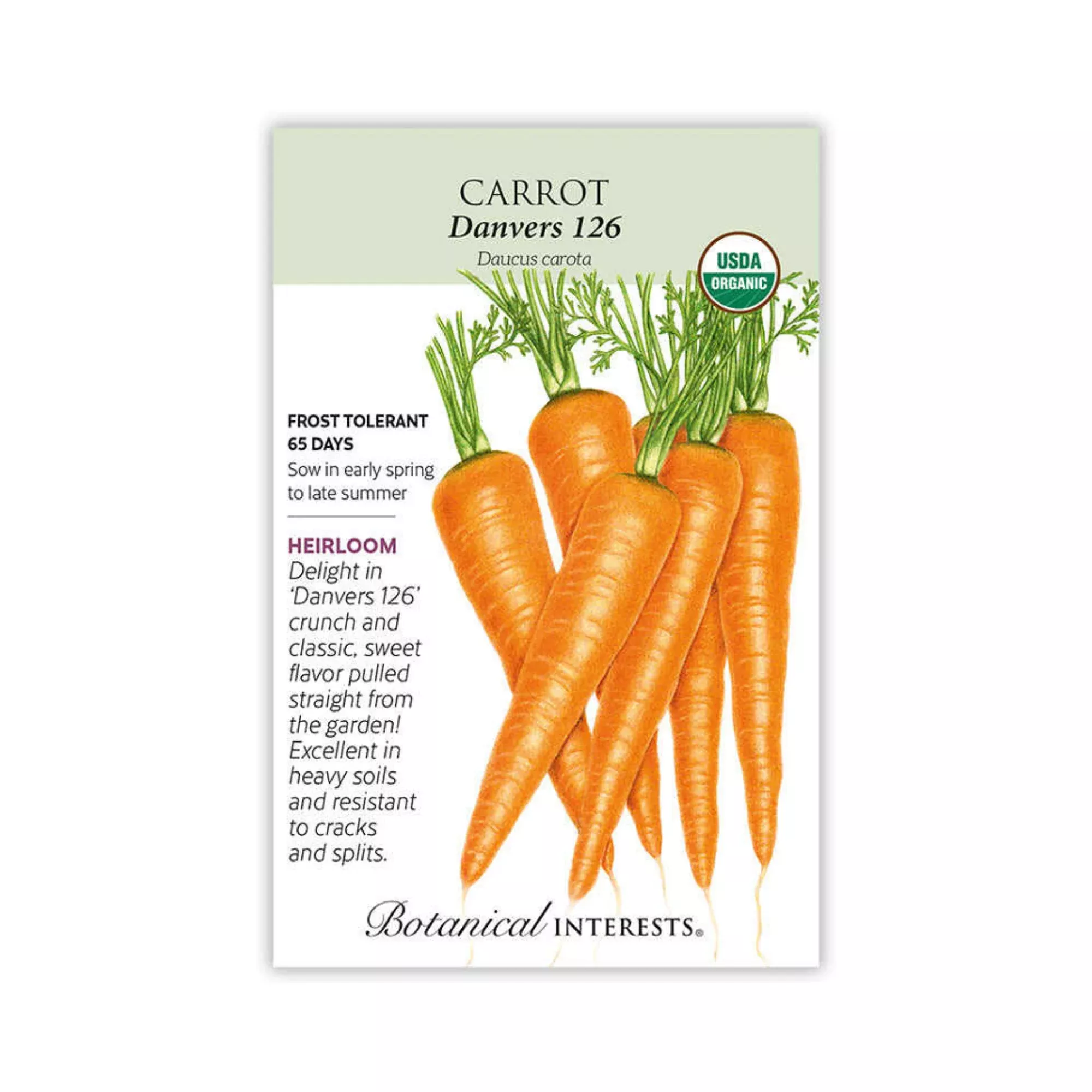 Carrot Danvers 126