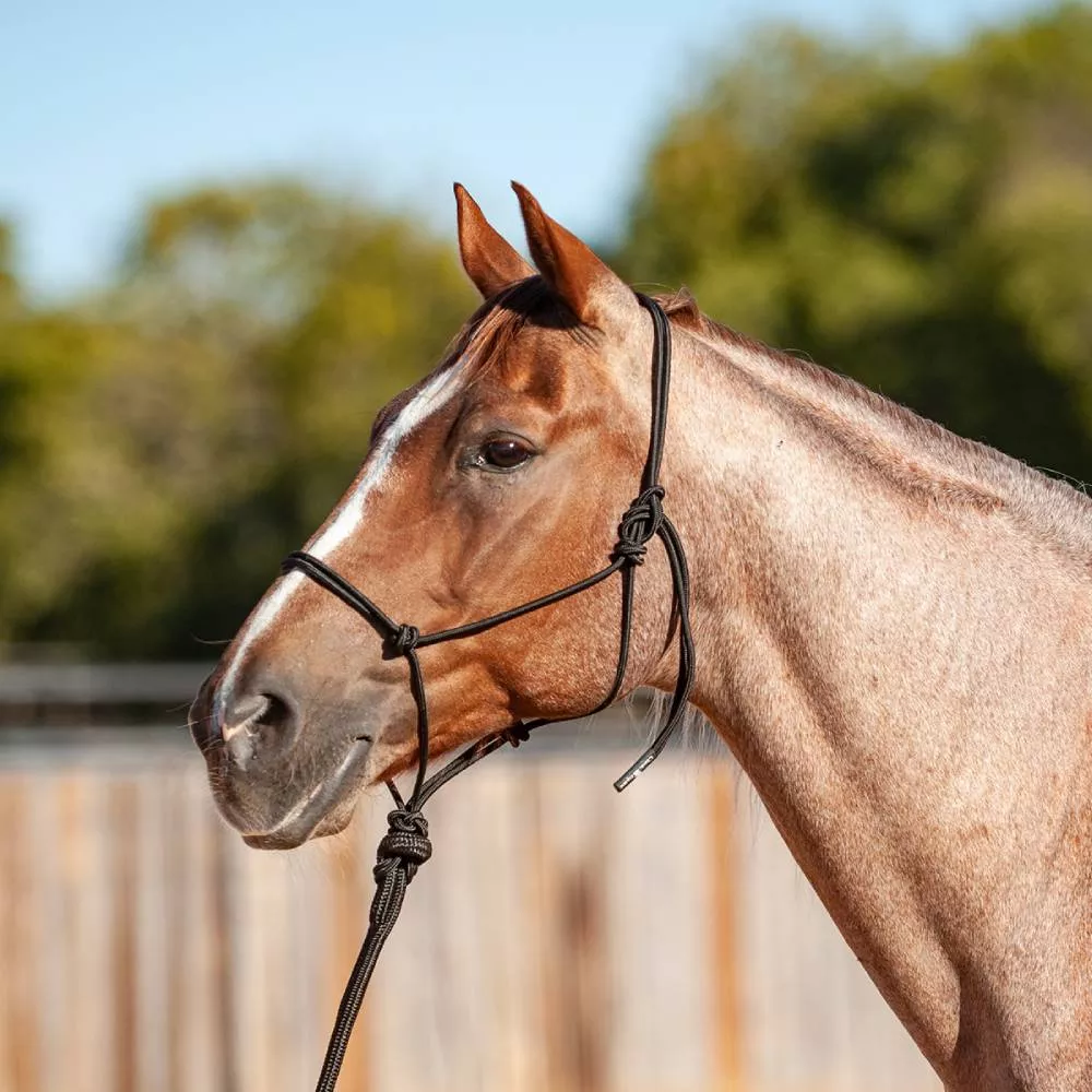 Classic Equine Solid Halter with Lead