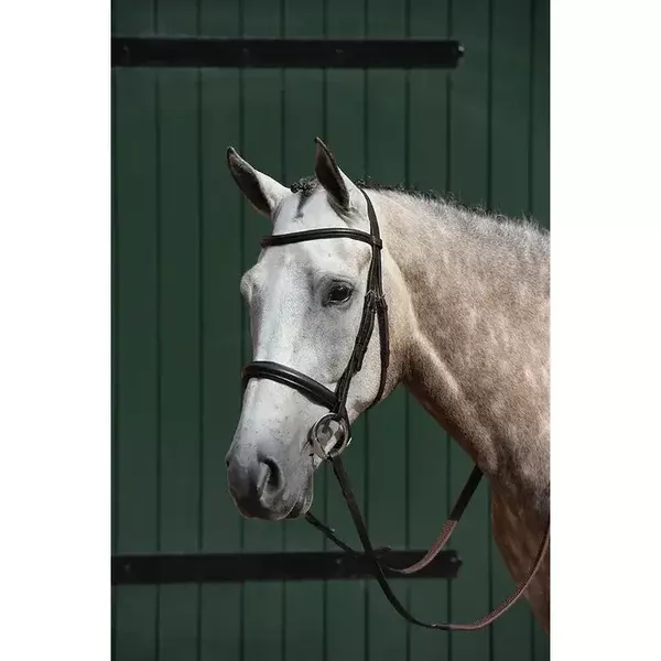 Collegiate Essential Padded Raised Cavesson Bridle