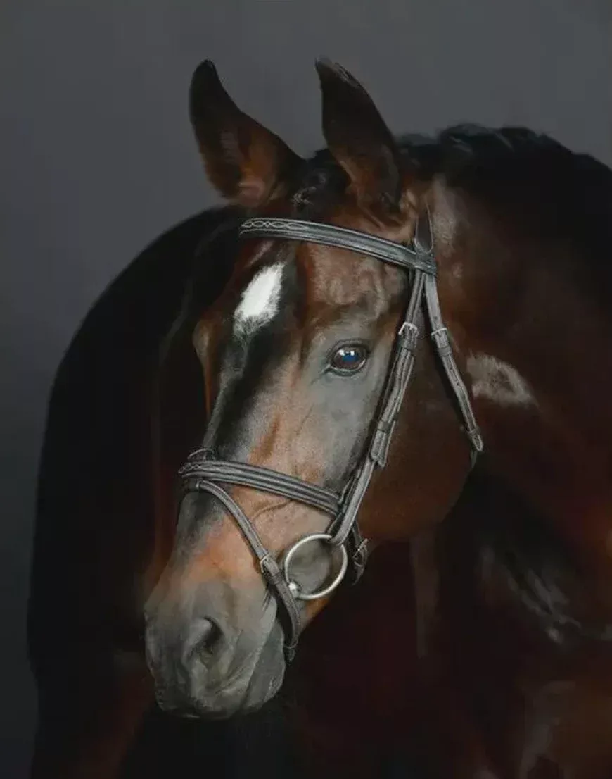 Collegiate Opulux Fancy Stitch Hanoverian Bridle