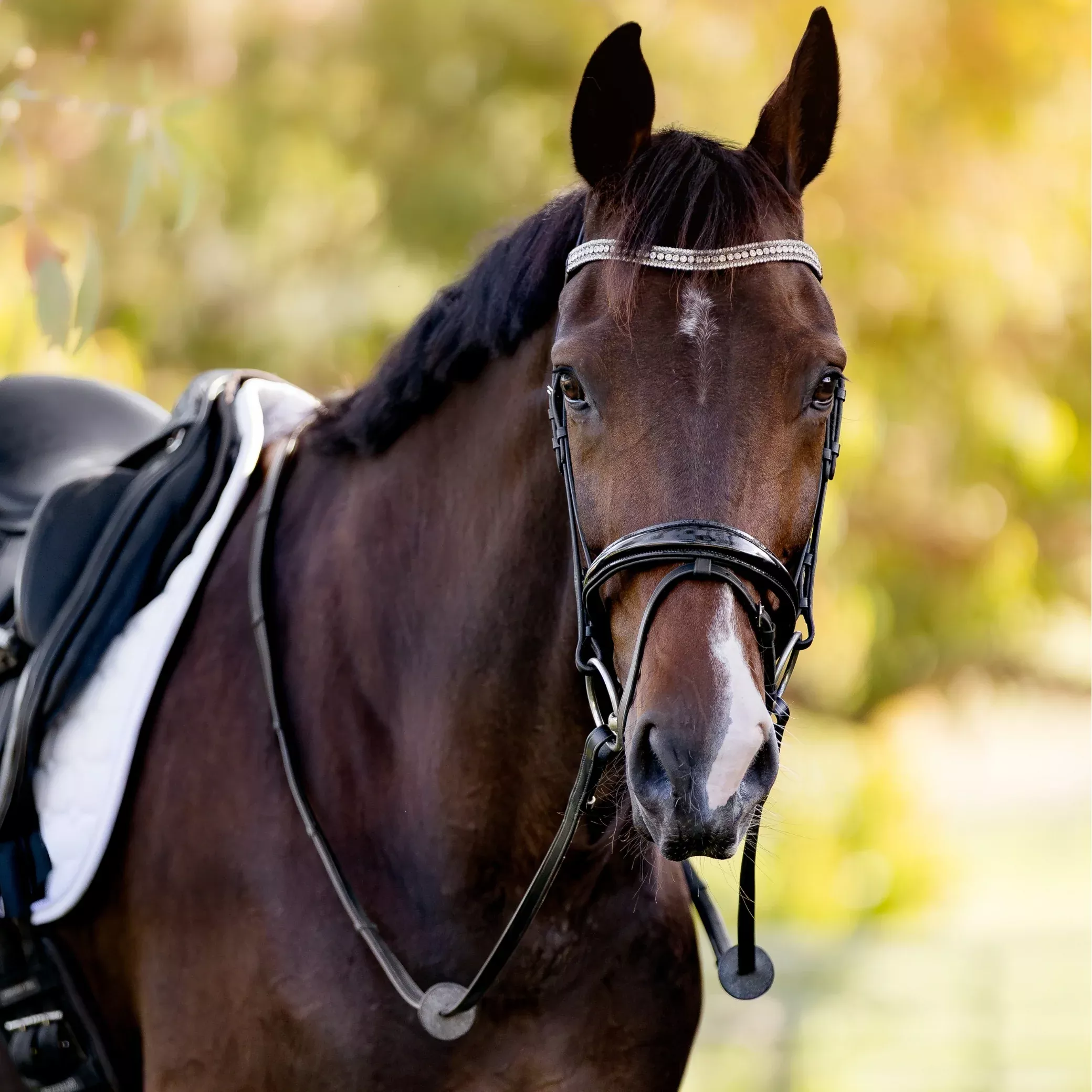 Devon Patent Crystal Bridle