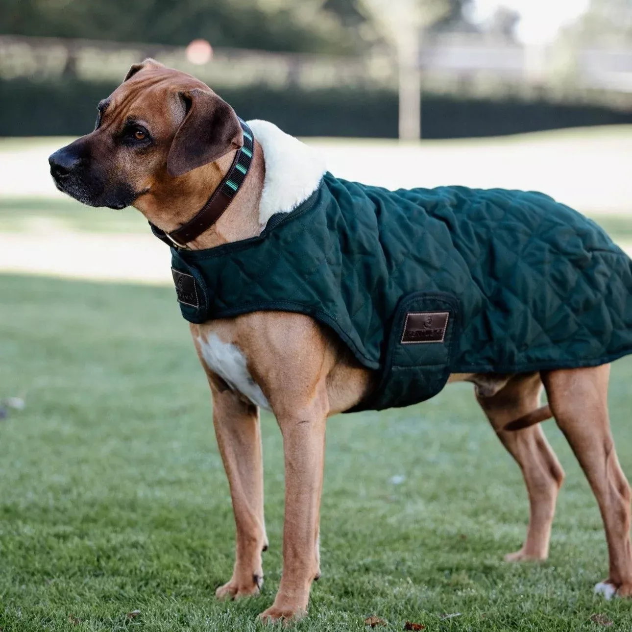 Dog Coat Dark Green