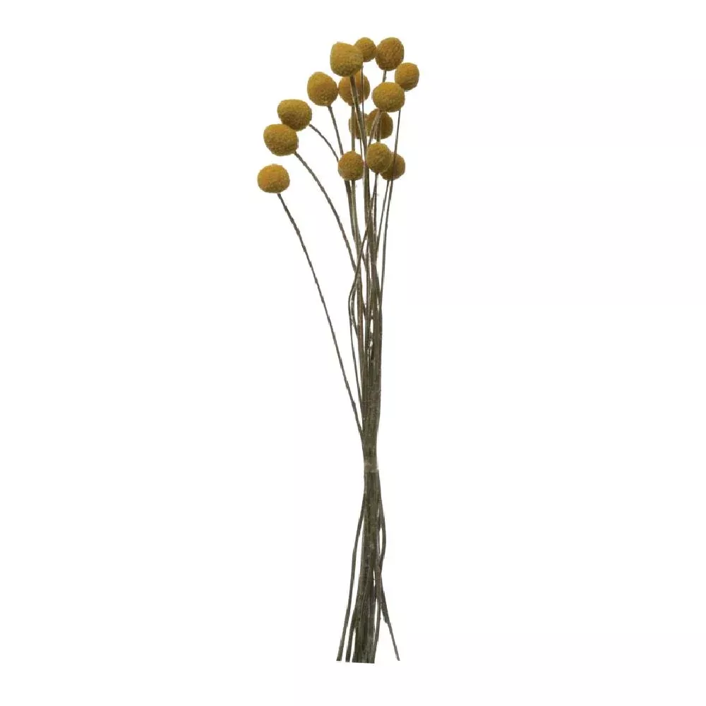 Dried Craspedia Bunch