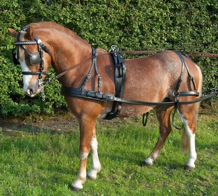Ecoline Leather Driving Harness