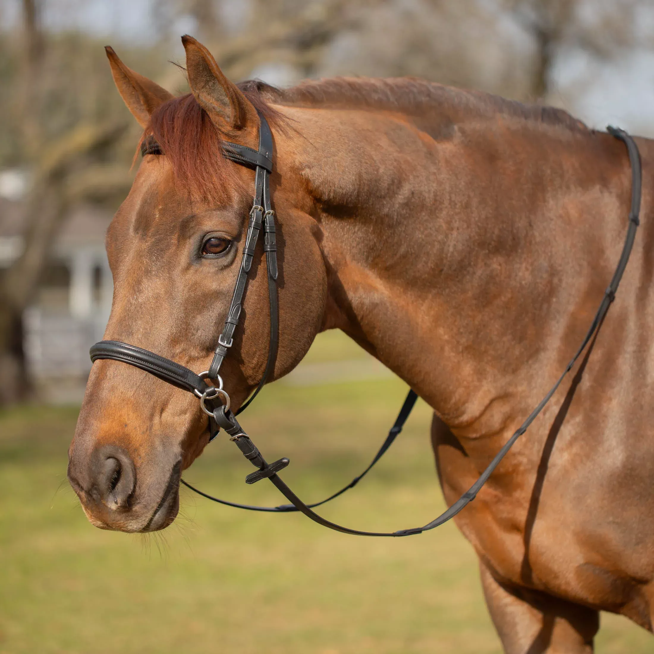 Equinavia Saga Bitless Bridle - Black