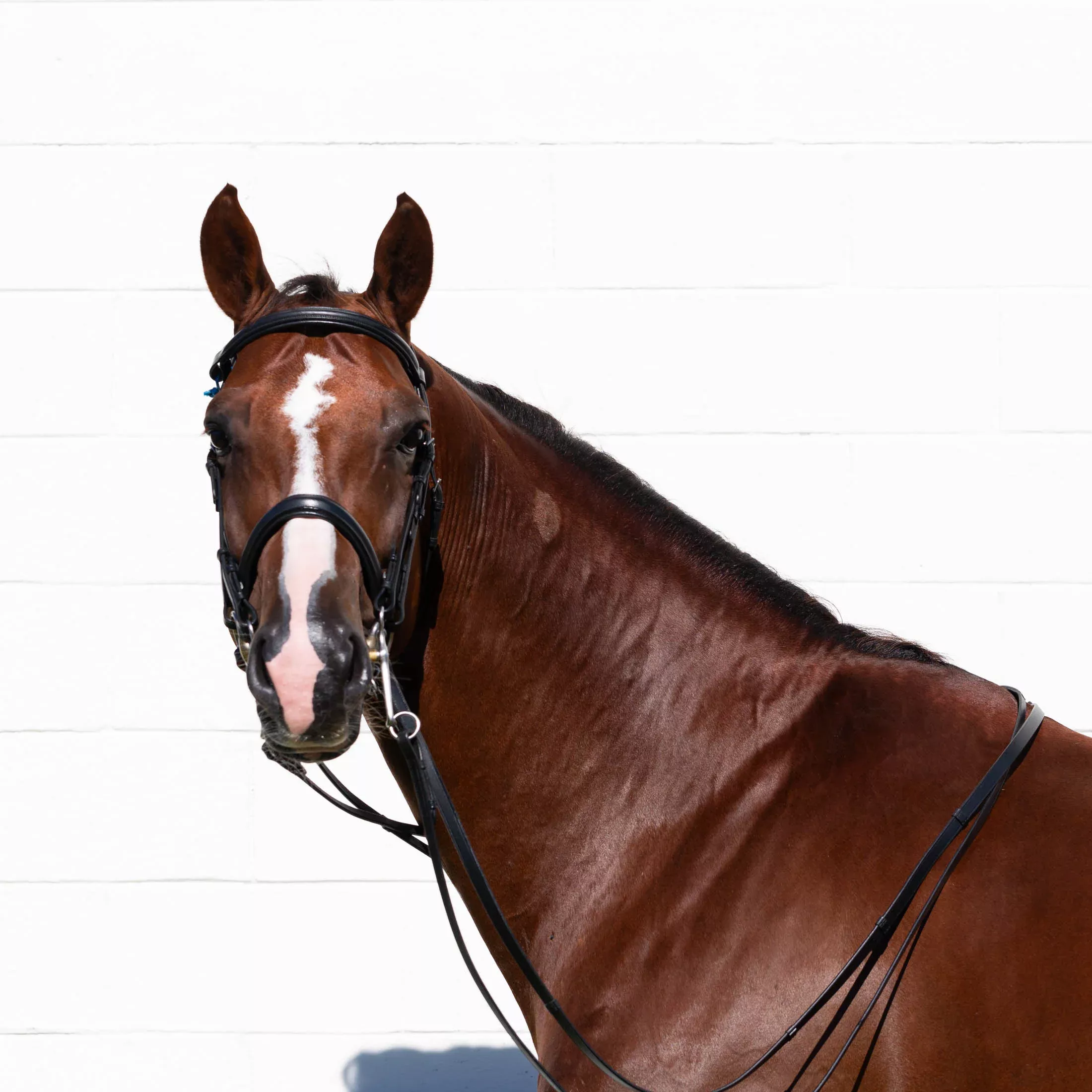 Equinavia Saga Double Bridle w/ Reins - Black