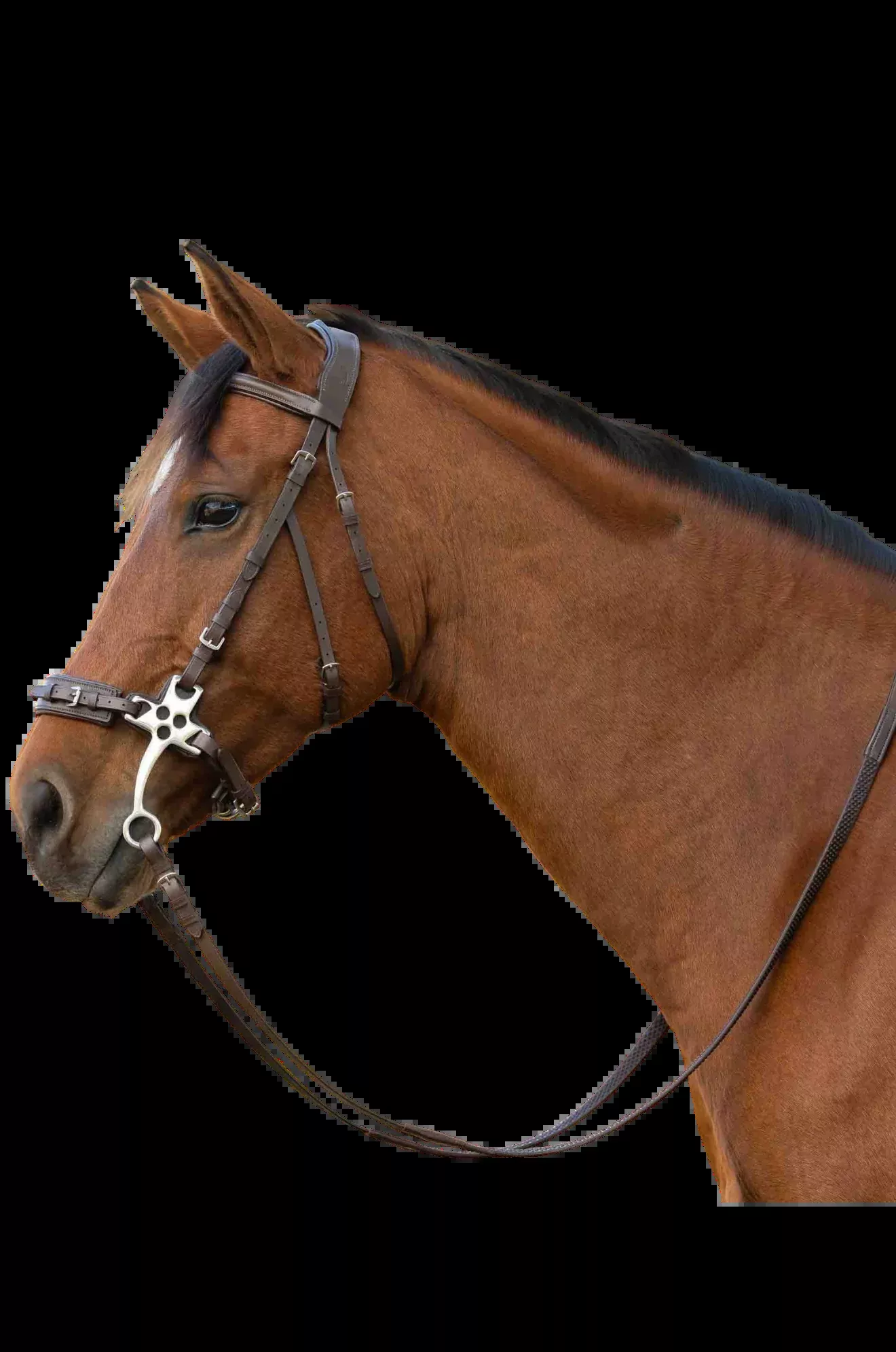 Equinavia Saga Hackamore Bridle