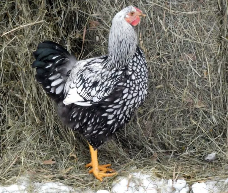 FEMALE BLACK LACED SILVER WYANDOTTE