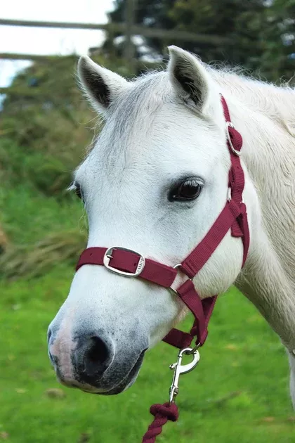 Gallop Headcollar & Lead Rope Set