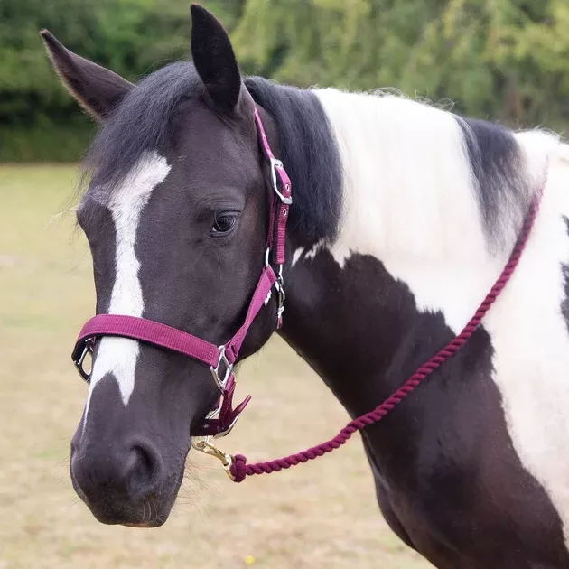 Gallop Premium Padded Headcollar & Lead Rope Set