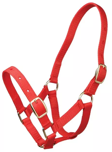 Gymkhana Headcollar Foal
