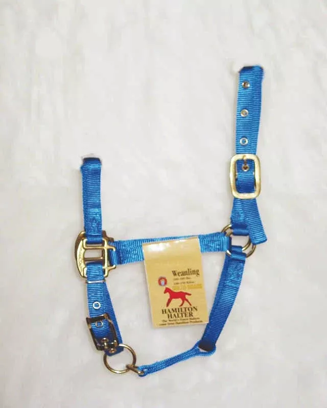 Hamilton Weanling Halter with Adjustable Chin and Snap