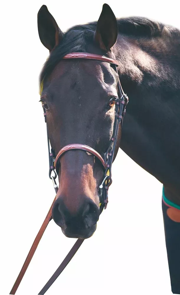 HDR Advantage Fancy Raised Snaffle Bridle with Laced Reins