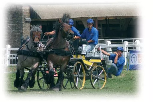 Heavy Horse Harness