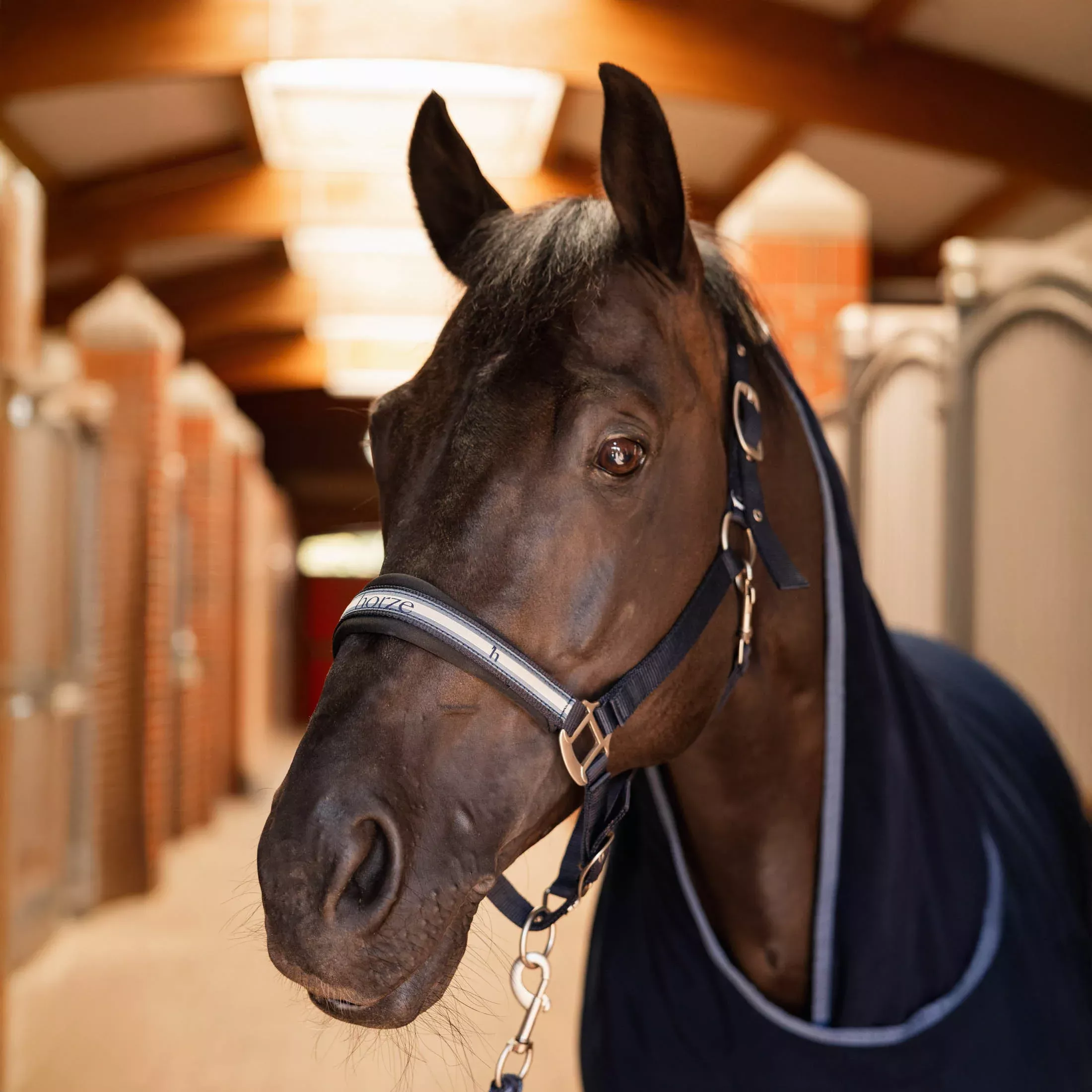 Horze Eternal Gaze Halter and Lead Set - Polar Blue