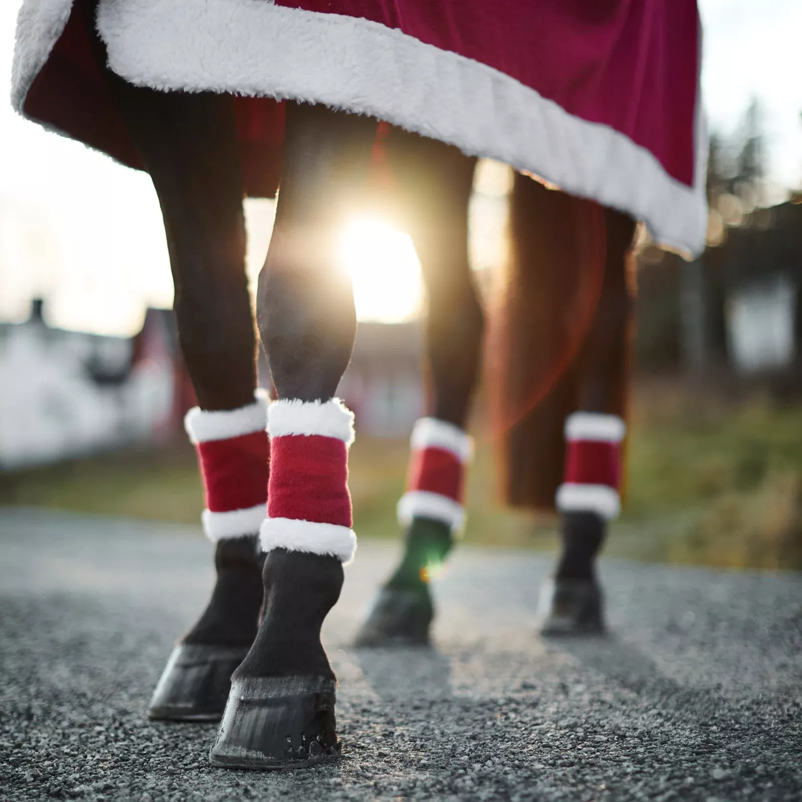 HORZE SANTA LEG WRAPS (4PC)