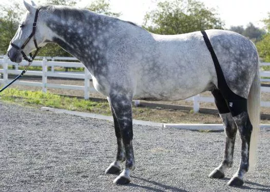 Ice Horse - Stifle Wraps