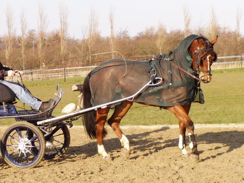 Ideal Anti-Fly Exercise Driving Rug Full Neck