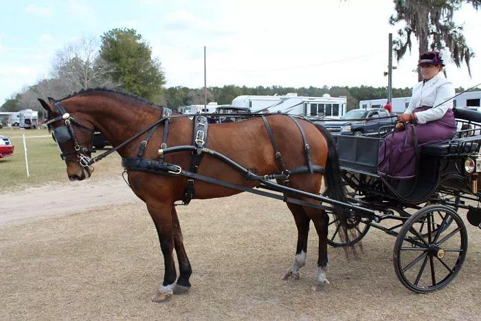 Ideal EuroTech Classic Harness - Single