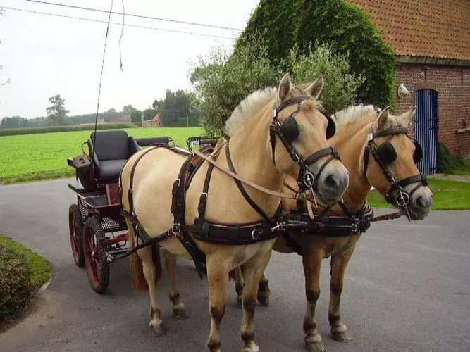 Ideal WebTech Combination Driving Harness Pairs - Bridle & Reins available seperately