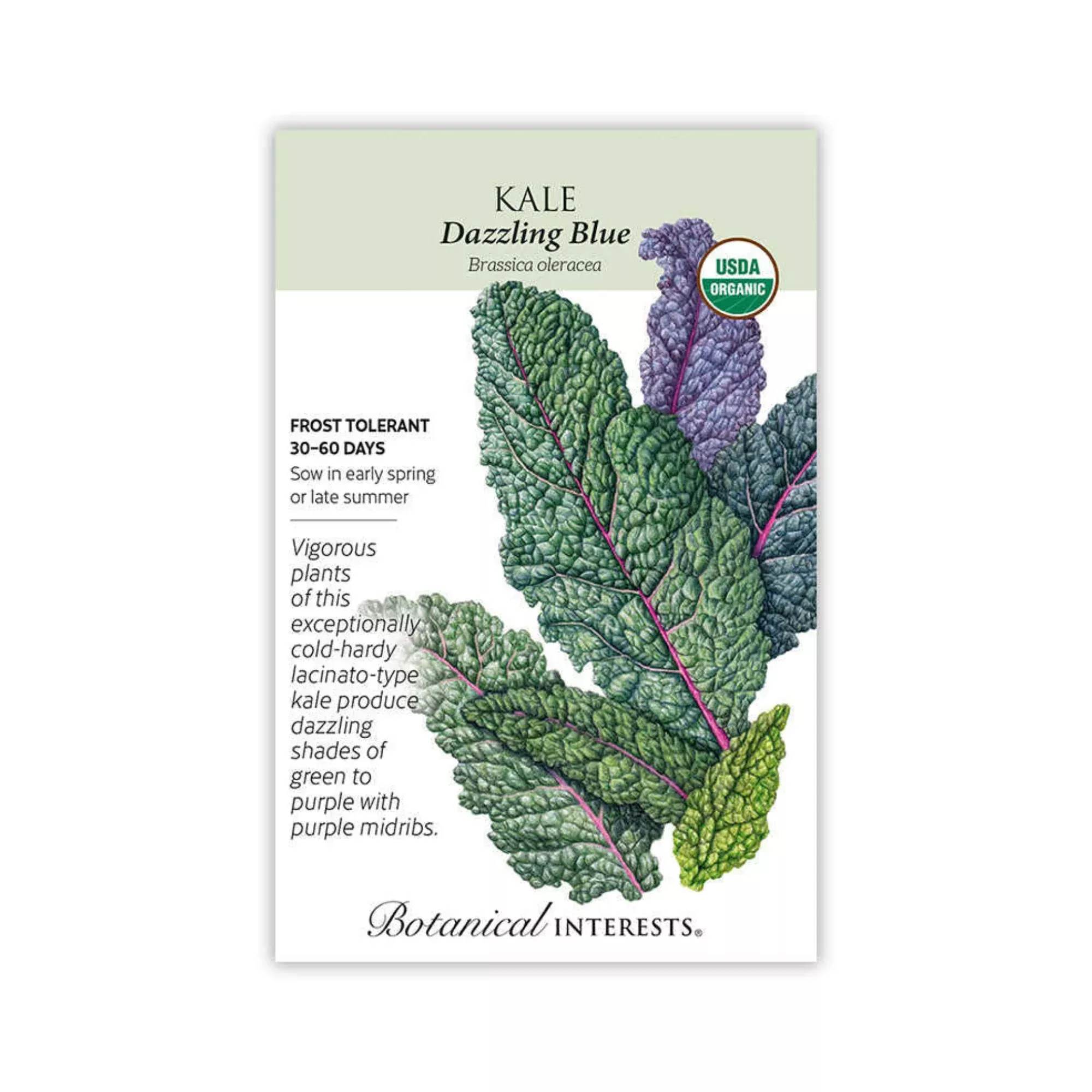 Kale Dazzling Blue