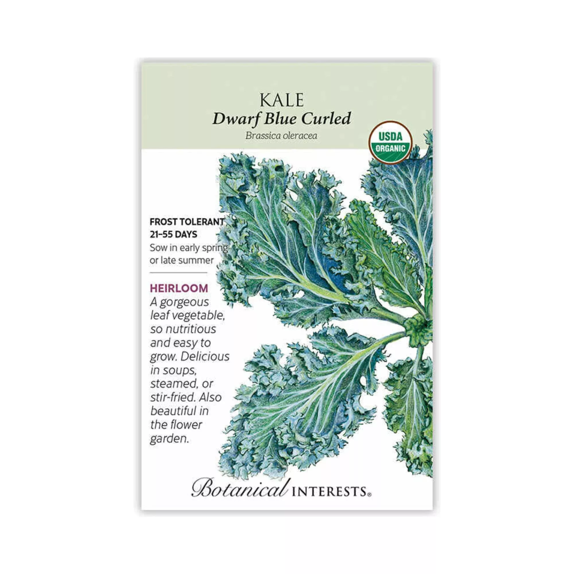 Kale Dwarf Blue Curled Organic