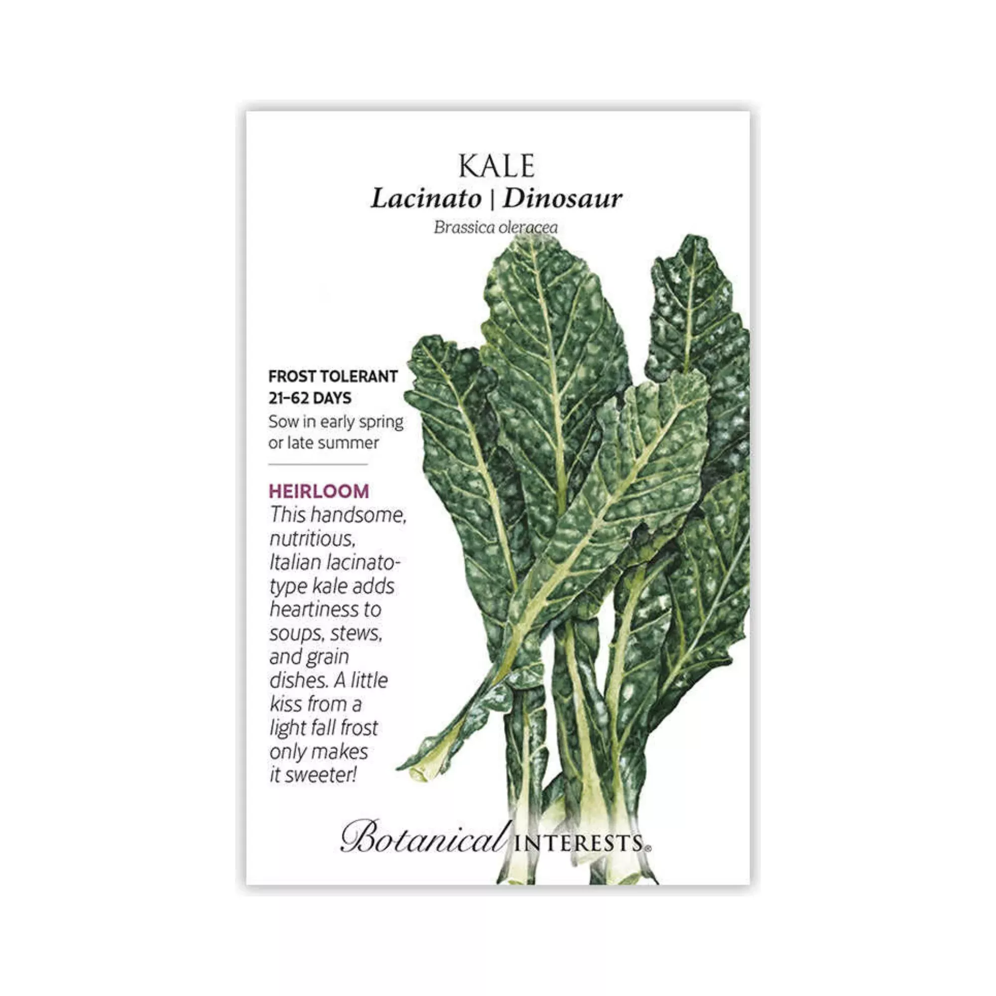 Kale Lacinato Dinosaur