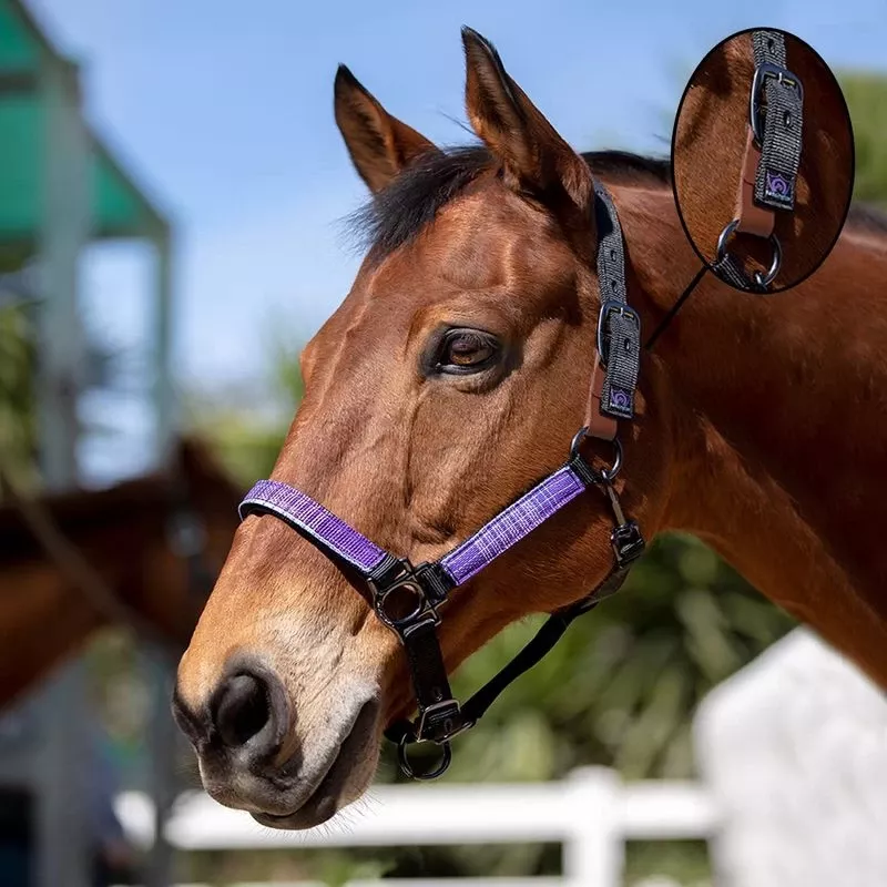 Kensington Premium Breakaway Halter – Black/Lavender Mint