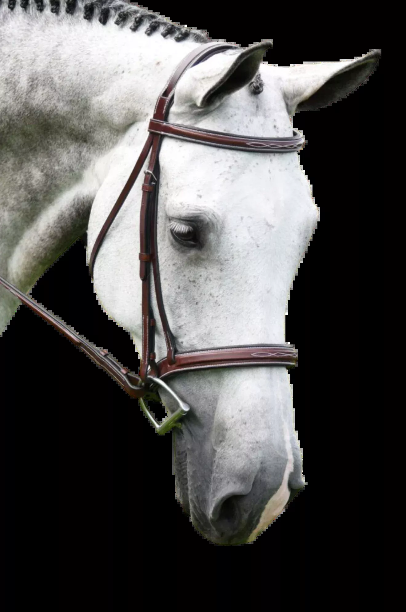 KL Italia Middleburg Bridle