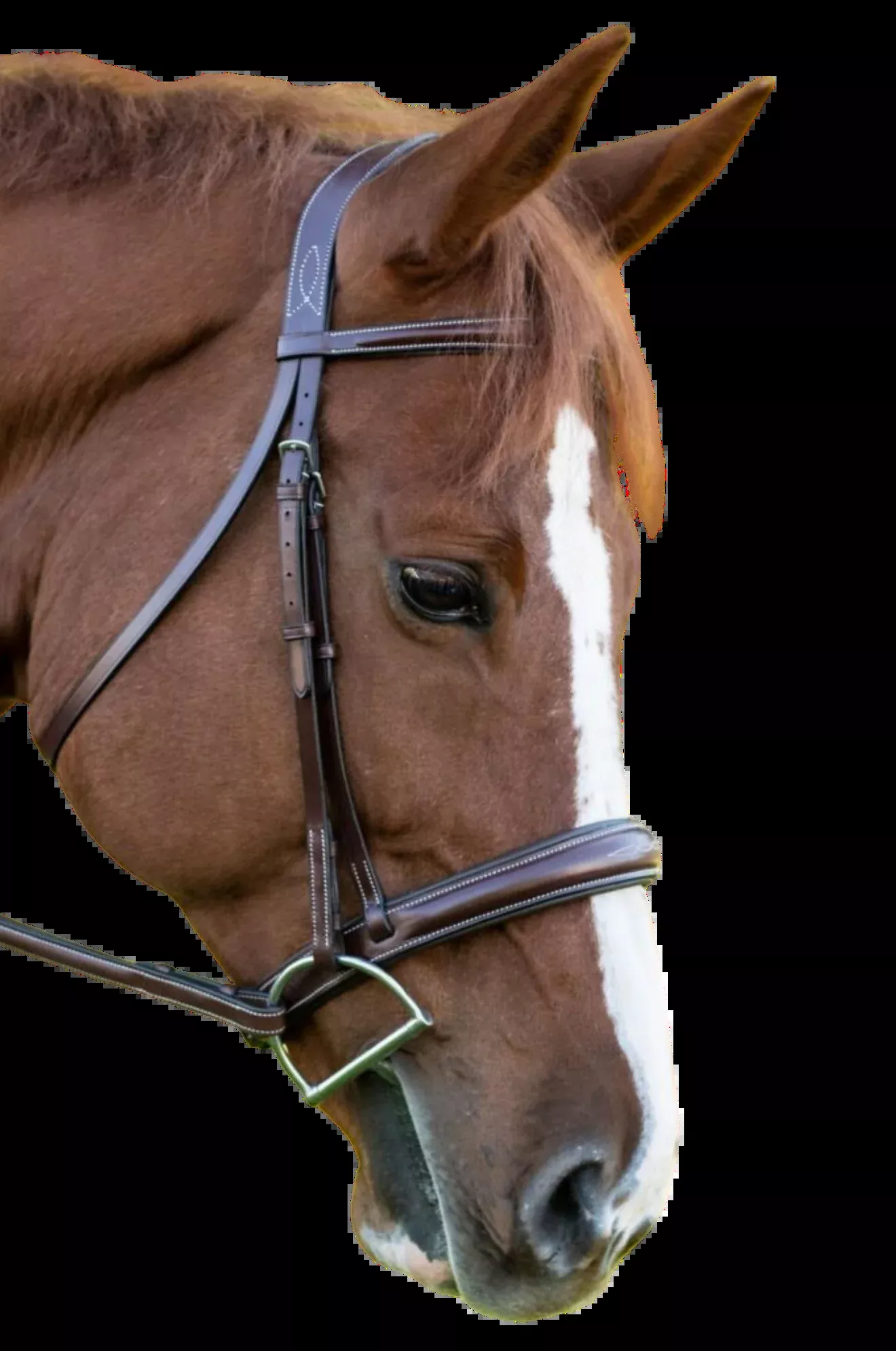 KL Ocala Bridle Tapered Nose