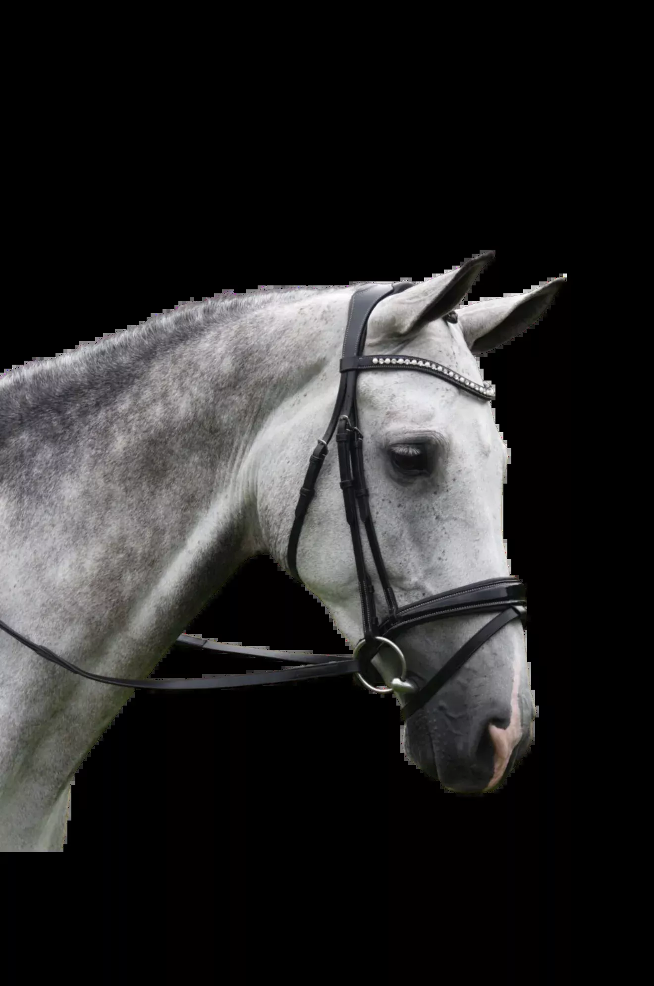 KL Pace Dressage Bridle disc