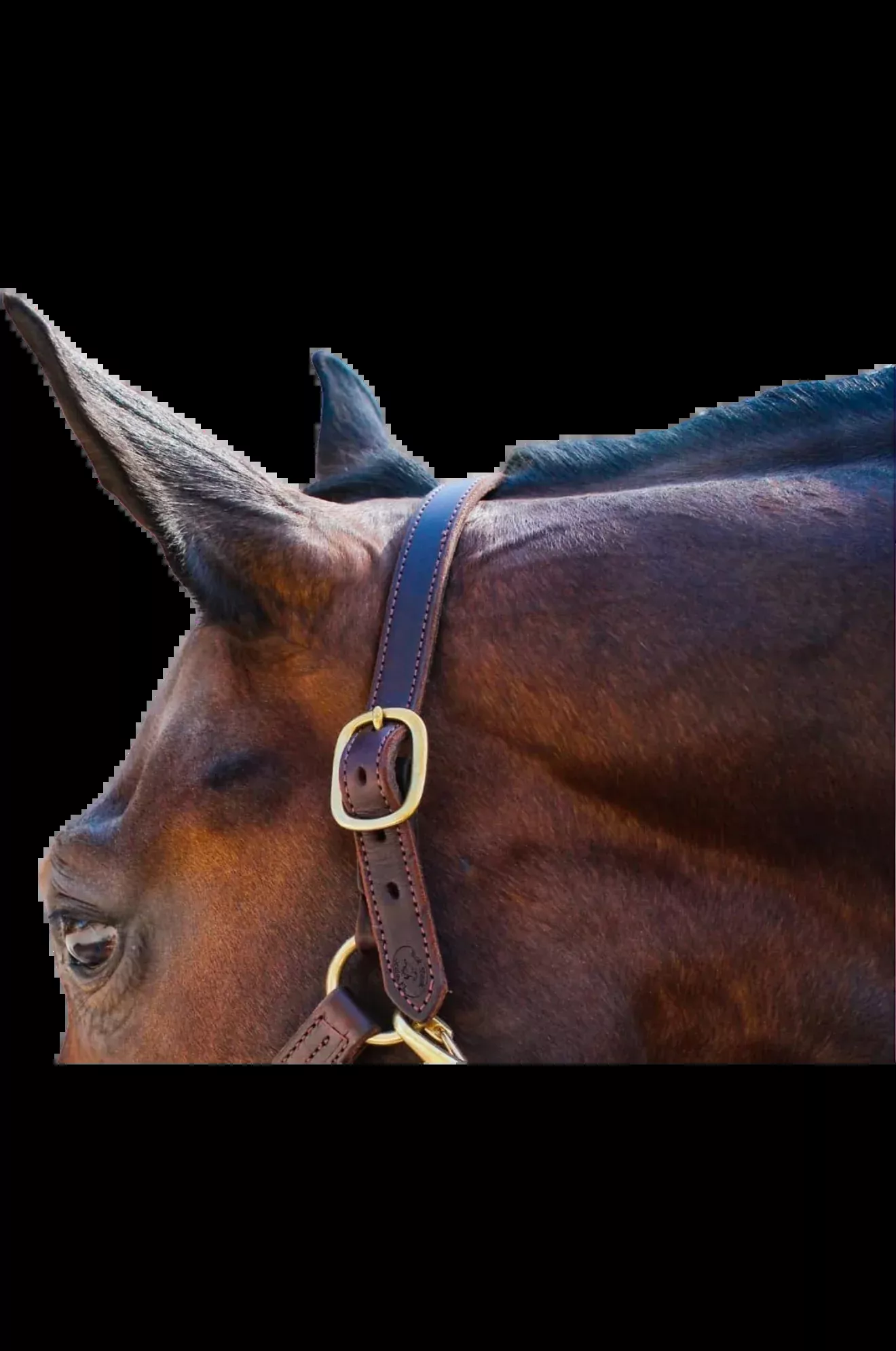 Leather Halter Crown
