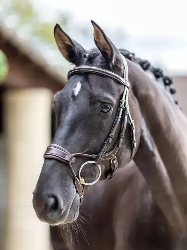 LeMieux Kudos Arc Bridle XFull