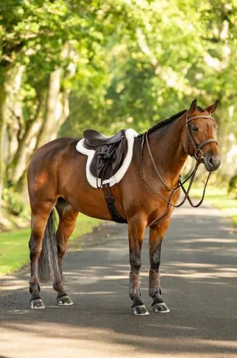 LeMieux Merino + ProSorb Hunter Saddle Pad